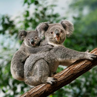Koala bears