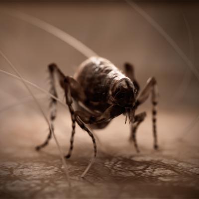 Black Death Patient Zero