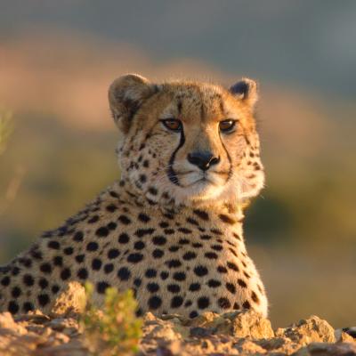 Cheetah Fast & Wild (copyright Joe Kennedy)