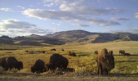 Bison: An American Icon / Bisons