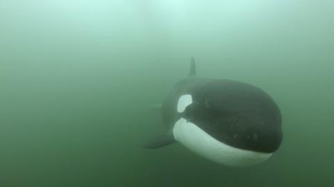 The Secret Life of Orcas / Orcas