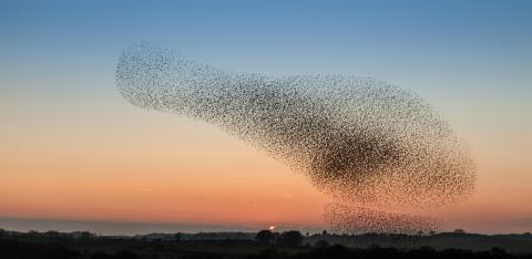 Smart Swarms (photo Gail Johnson)