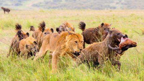 Lions vs. Hyenas