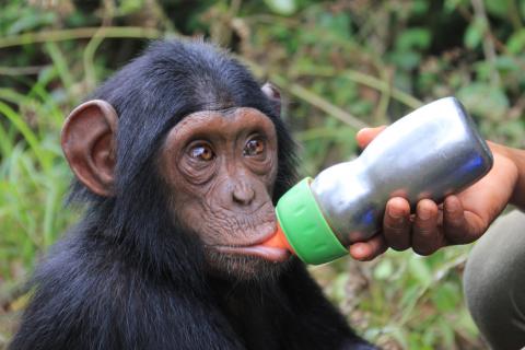 Rescued Chimpanzees of the Congo with Jane Goodall