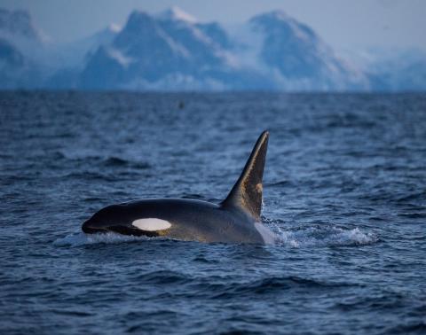 ZDF Enterprises co-producer and distributor for new nature documentary 'Whales off our Coasts'