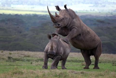 A Rhino’s Life / Nashörner – Mit Herz und Horn