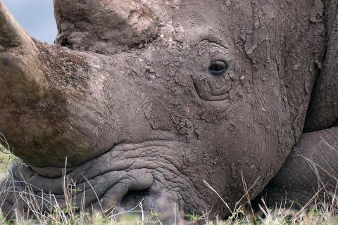 A Rhino’s Life / Nashörner – Mit Herz und Horn
