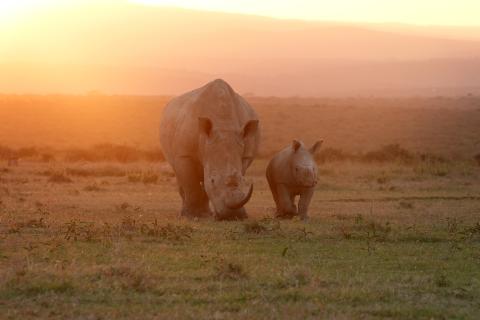 A Rhino’s Life / Nashörner – Mit Herz und Horn
