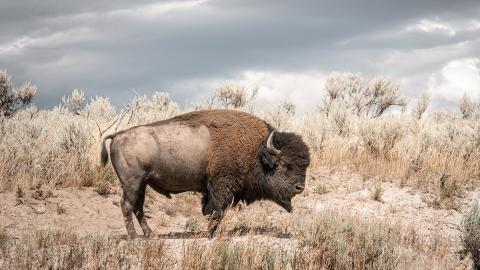 Bison: An American Icon