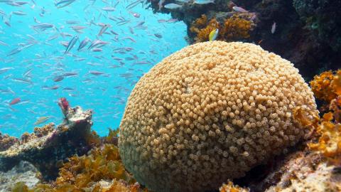 Iriomote – The Fabric of Life / Japans Garden Eden – Die Insel Iriomote