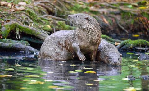 Poland’s Wild East / Polens Osten 