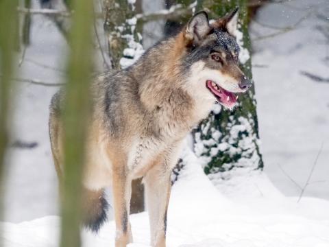 Poland’s Wild East / Polens Osten 