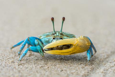 Crustaceans / Krustentiere