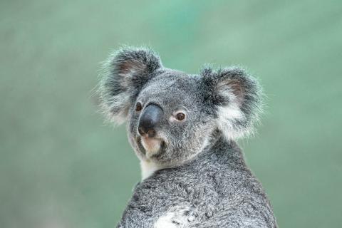 Koalas