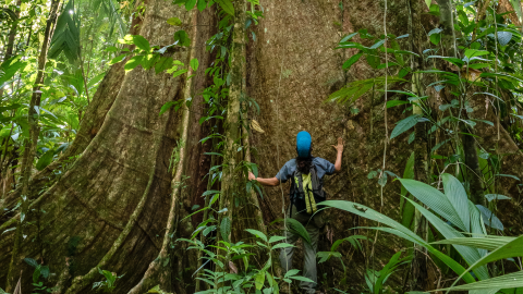 The Forest: Can Trees save the Planet?