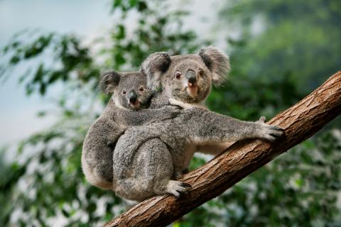 Koala bear / Koalabär