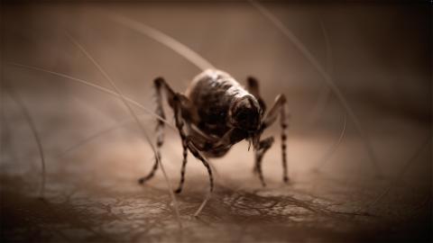 Black Death Patient Zero