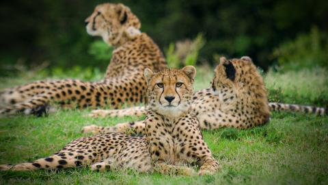 Cheetah Fast and Wild
