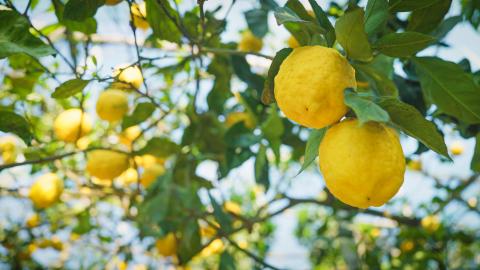 Citrus World