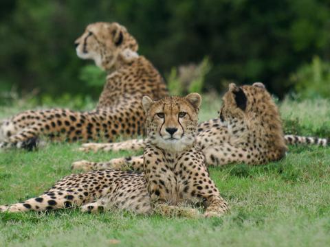 Cheetah Fast & Wild (copyright Joe Kennedy)