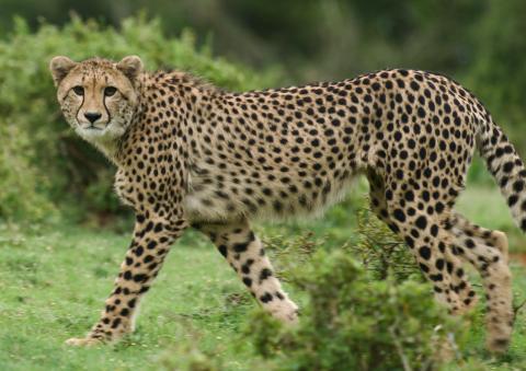 Cheetah Fast & Wild (copyright Joe Kennedy)
