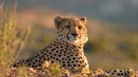 Cheetah Fast & Wild (copyright Joe Kennedy)