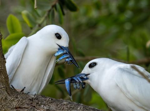 Lord Howe Island (photo: Ian Hutton)