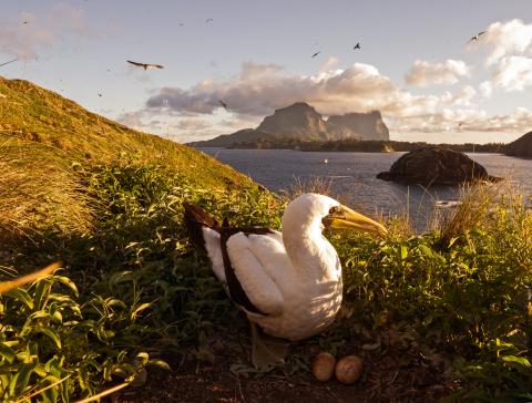 Lord Howe Island (photo: Ian Hutton)