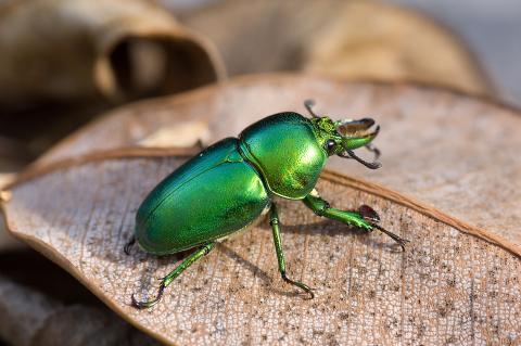 Lord Howe Island (photo: Ian Hutton)