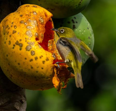 Lord Howe Island (photo: Ian Hutton)