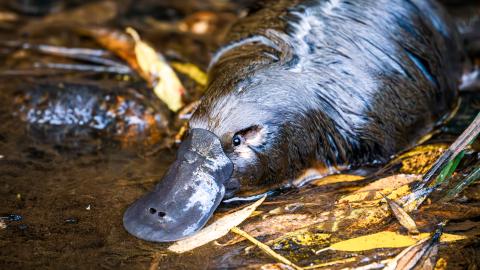 Tasmania's Wild Treasures (Tasmaniens wundersame Tierwelt) 